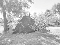 Gladstone Park tree damage with people 1.jpg gs