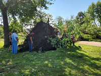 Gladstone Park tree damage with people 2