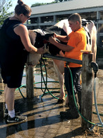 Cedar County Fair - Bucket calf show
